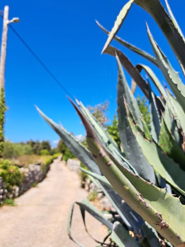 Agave plants beside a quiet walking path on the island in Croatia