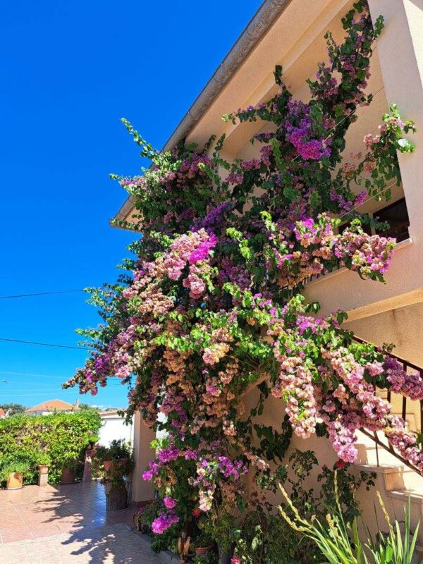 Bougainvillea-covered house in Olib village on Olib island, Croatia