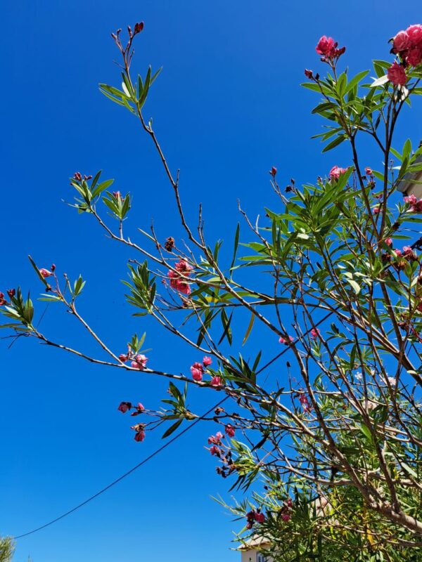 Pink oleander flowers against the blue summer sky on Olib island