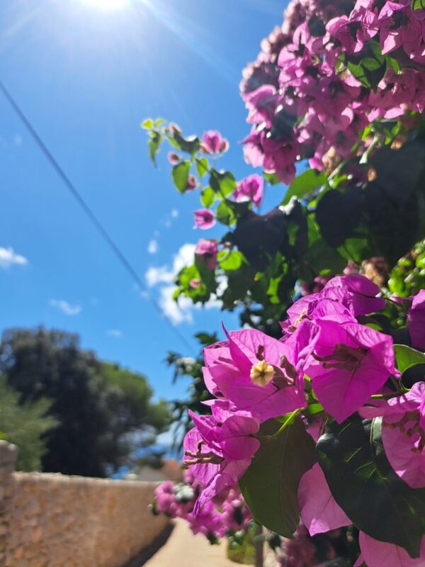 Pink bougainvillea flowering under the blue summer sky on the Island
