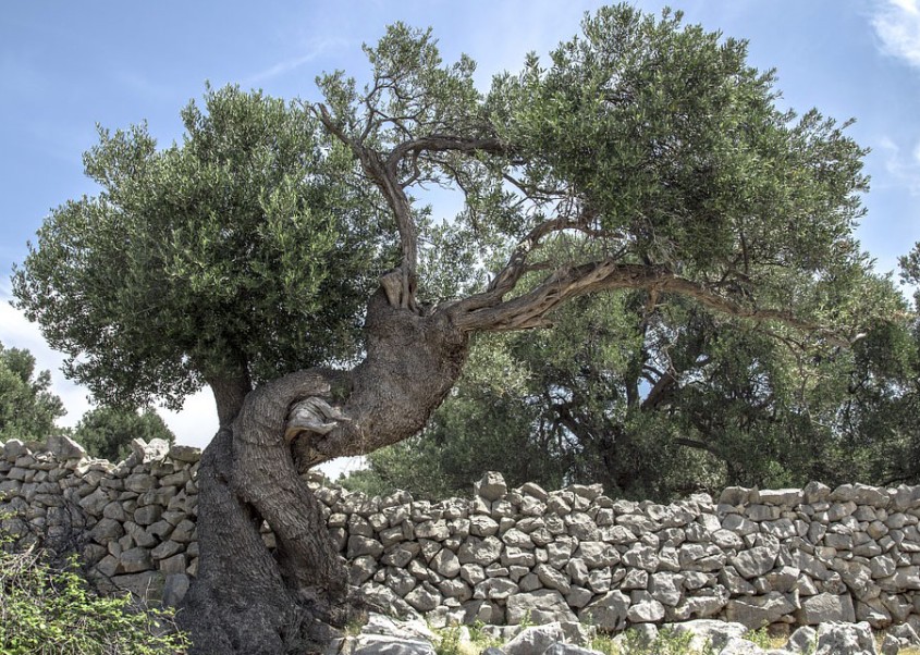 Ancient olive trees growing among stone walls in Lun.